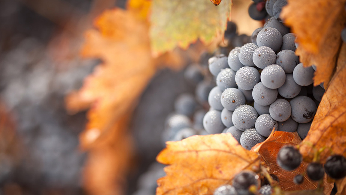 Grapes Magic