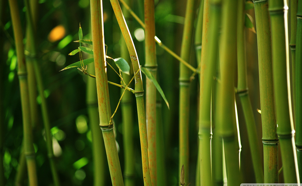 Bamboo Forest